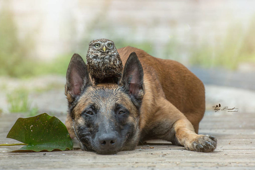 Viral: Η απίθανη φιλία ενός σκύλου και μιας κουκουβάγιας που θα σας συγκινήσει (Pics)