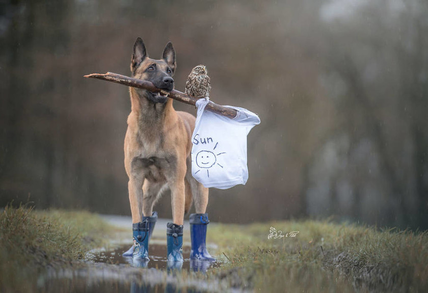 Viral: Η απίθανη φιλία ενός σκύλου και μιας κουκουβάγιας που θα σας συγκινήσει (Pics)