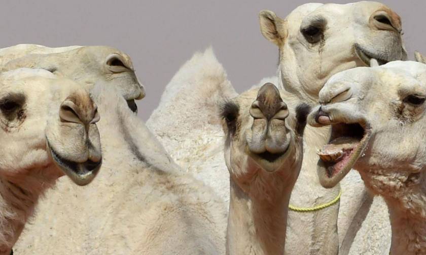 Απίστευτο σκάνδαλο σε καλλιστεία για καμήλες: 12 διαγωνιζόμενες είχαν κάνει… Botox!
