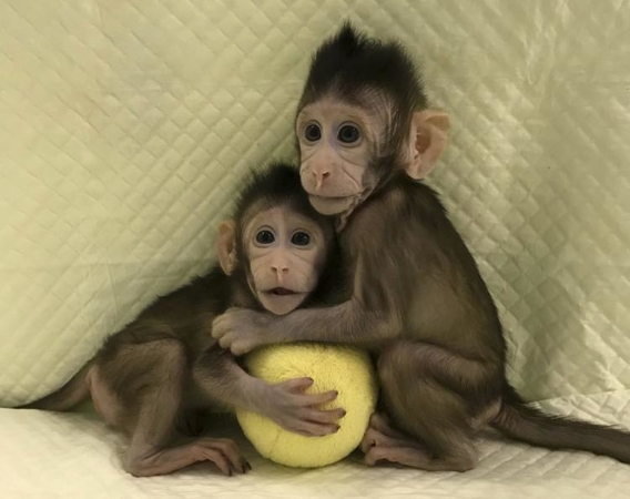cloning monkey1