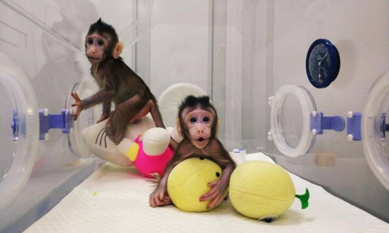 Απίστευτο: Επιστήμονες κλωνοποίησαν μαϊμούδες για πρώτη φορά – Επόμενο βήμα ο άνθρωπος; (Vid)