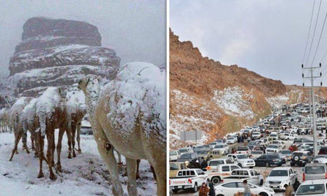 Πρωτόγνωρες εικόνες: Καμήλες «ντύθηκαν» στα... λευκά - Χιόνισε στη Σ. Αραβία! (pics+vid)