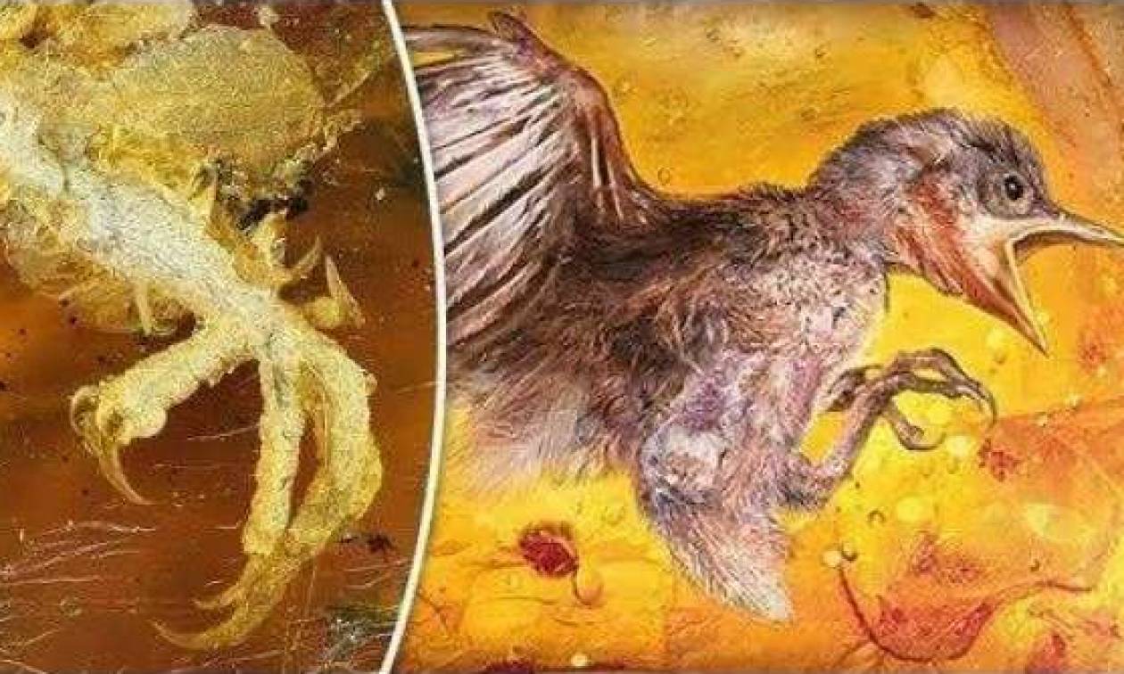 Άφωνοι οι αρχαιολόγοι: Ανακαλύφθηκε προϊστορικό πουλί παγιδευμένο μέσα σε κεχριμπάρι (Vid)