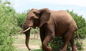 Άγριοι ελέφαντες ποδοπάτησαν… δικυκλιστή – Πέθανε ακαριαία