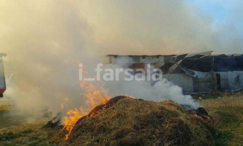 Πυρκαγιά έκαψε ποιμνιοστάσιο και ζώα στα Φάρσαλα
