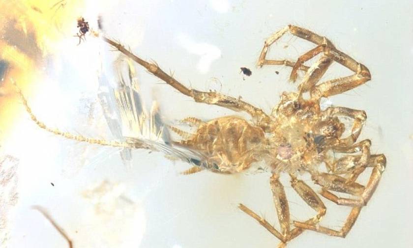 Απίστευτη ανακάλυψη: Βρέθηκε αράχνη με... ουρά, ηλικίας 100 εκατ. ετών!