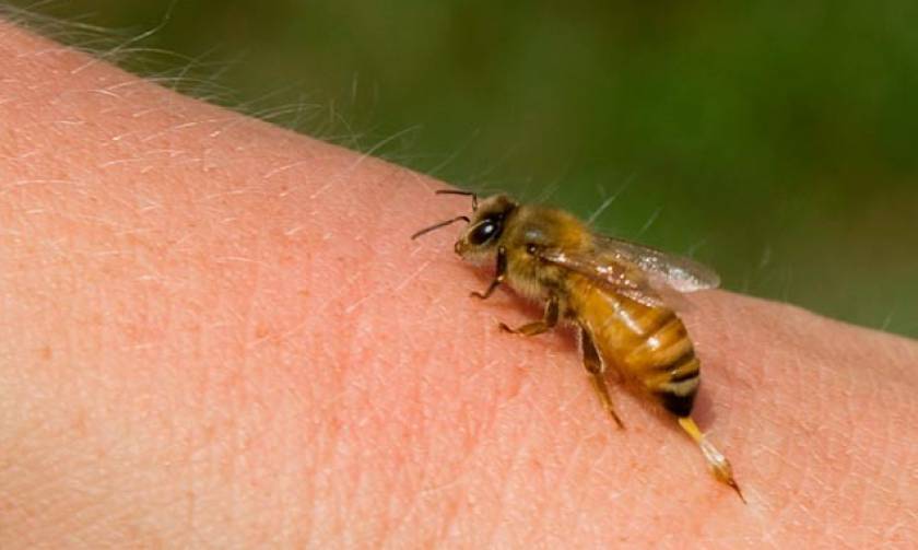 Τραγωδία στην Κρήτη: Έφυγε από τη ζωή από τσίμπημα μέλισσας