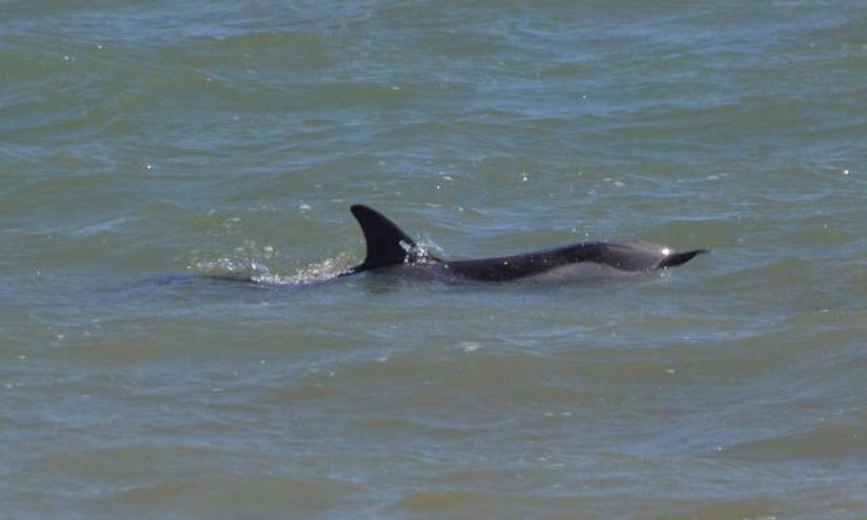 Νεκρό δελφίνι στο Ληξούρι Κεφαλονιάς