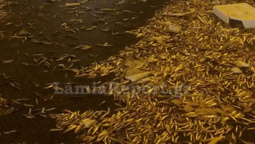 Απίστευτο τροχαίο στη Στυλίδα: Η σήραγγα γέμισε με ψάρια (pics)