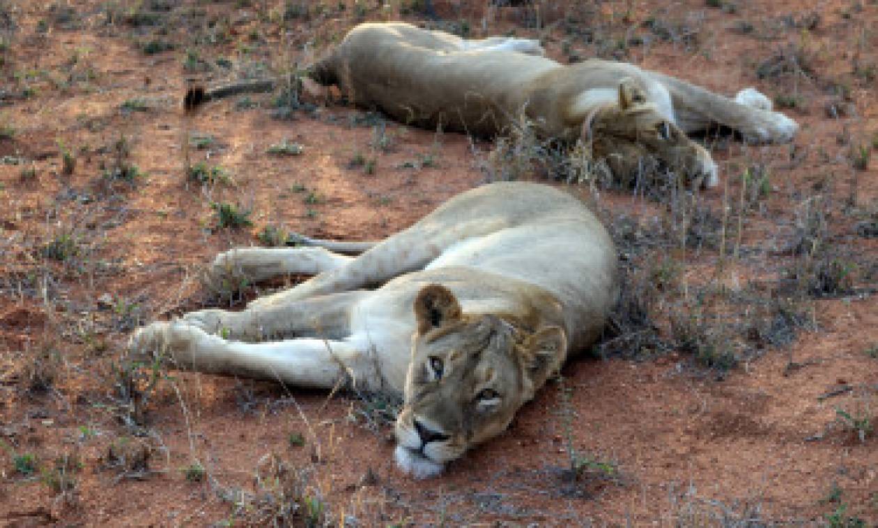 Λιοντάρια κατασπάραξαν λαθροκυνηγό στη Νότια Αφρική