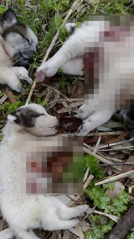 Πολύ σκληρές εικόνες: Πυροβόλησαν και σκότωσαν επτά κουτάβια στο Μεσολόγγι