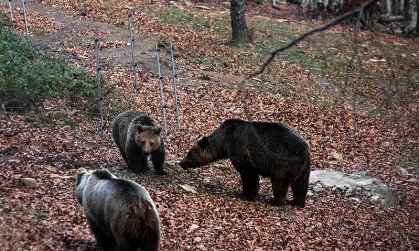 Θεσσαλονίκη: Το αρκουδάκι που βγήκε προς πώληση στο διαδίκτυο (pic)
