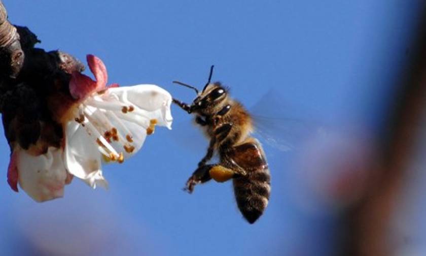 Κρήτη: Το τσίμπημα της μέλισσας παραλίγο να του στοιχίσει τη ζωή