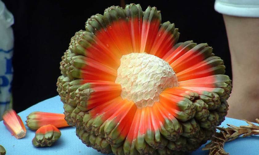 Βίντεο: Αυτά είναι τα δέκα πιο παράξενα φρούτα του πλανήτη
