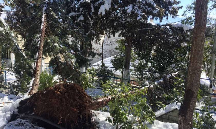 Σαρώνει το κύμα κακοκαιρίας: Ξεριζώθηκαν δέντρα από τον χιονιά (pics)