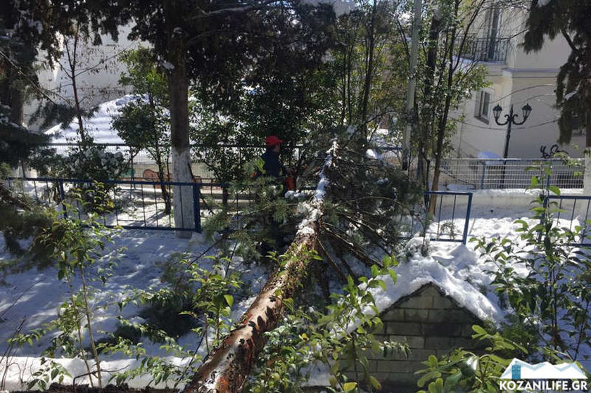 Σαρώνει το κύμα κακοκαιρίας: Ξεριζώθηκαν δέντρα από τον χιονιά (pics)