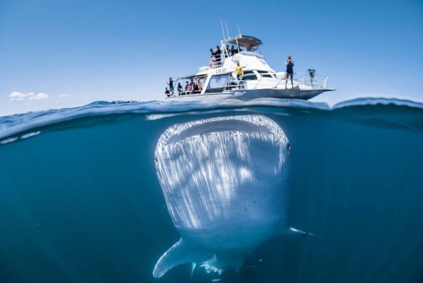 Τρόμος! Αυτή η φωτογραφία από το μεγαλύτερο ψάρι στον πλανήτη είναι αληθινή (Vid)