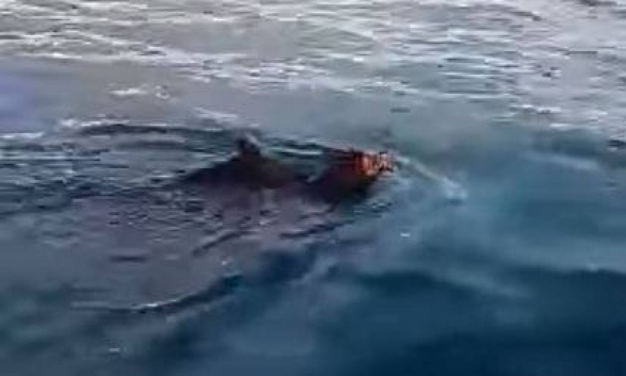 Άφωνοι ψαράδες στο Ιόνιο: Αγριογούρουνα κολυμπούσαν μεσοπέλαγα! (vid)