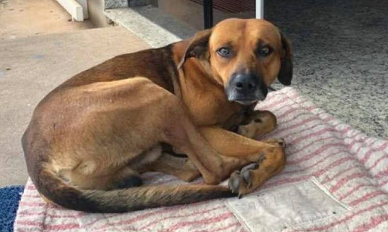 Συγκλονίζει η ιστορία του νέου «Χάτσικο»: Σκύλος περιμένει ακόμα στο νοσοκομείο τον ιδιοκτήτη του
