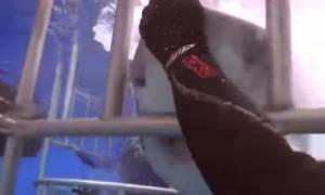 Τρομακτικό βίντεο: Καρχαρίας κόλλησε σε κλουβί και ο δύτης τον βοήθησε να φύγει!