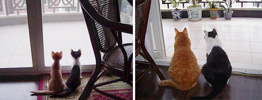 Viral: 30 καταπληκτικές «πριν και μετά» φωτογραφίες κατοικίδιων που μεγάλωσαν μαζί 