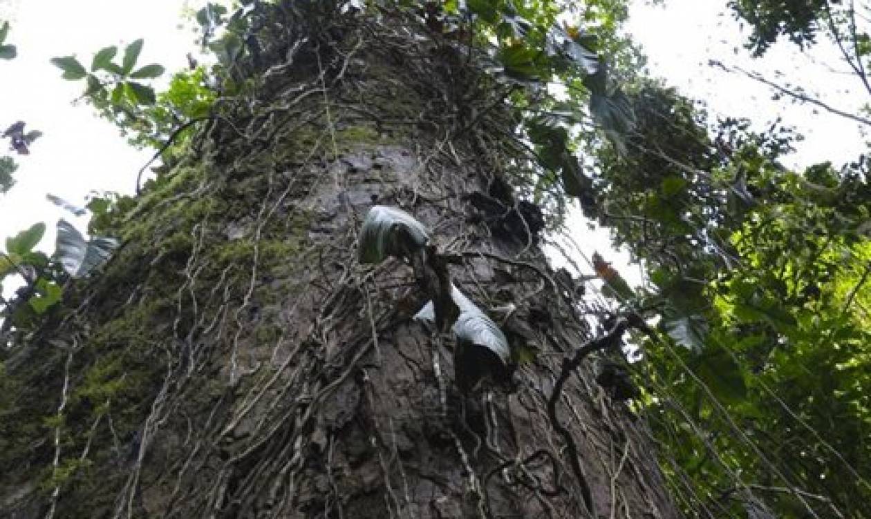 Απίστευτο: Δείτε το «μαγικό» δέντρο που προστατεύει τον πλανήτη
