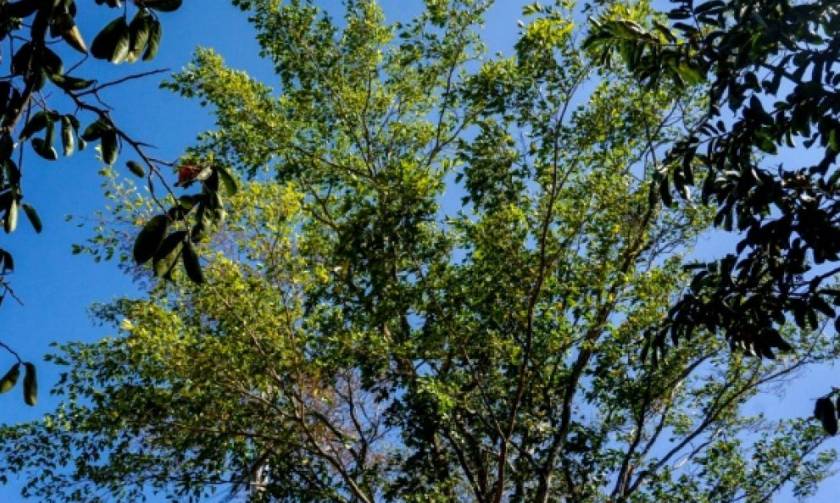 Guaimaro: Το μαγικό δέντρο που προστατεύει τον πλανήτη βρίσκεται στην Κολομβία!