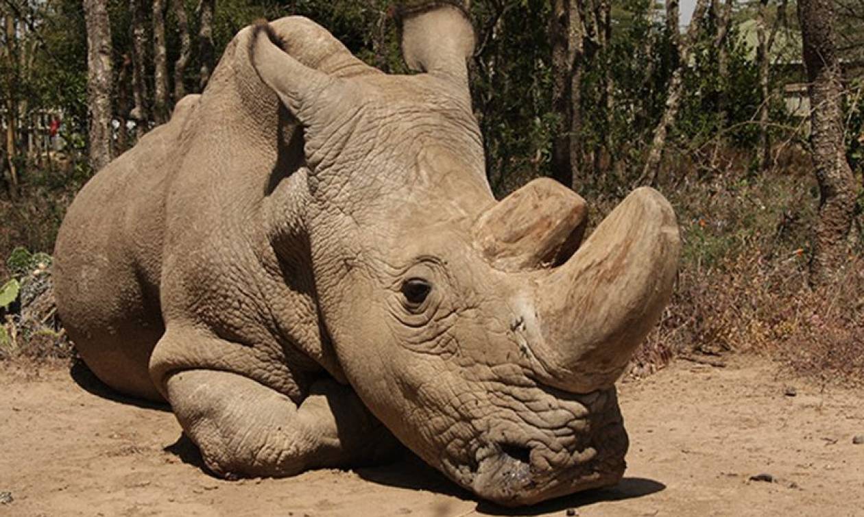 Τραγικά νέα: Πέθανε ο τελευταίος αρσενικός λευκός ρινόκερος στον κόσμο (Vid)