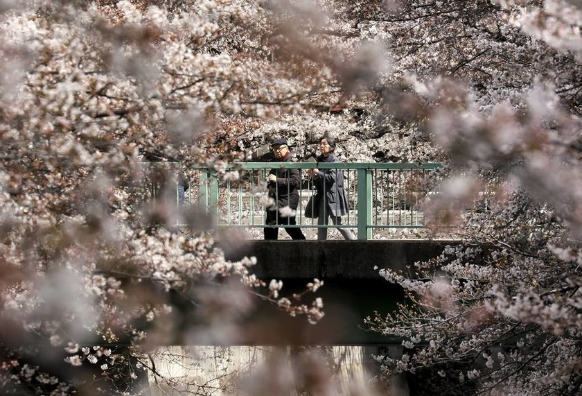 Ιαπωνία: Ονειρικές εικόνες - Οι θρυλικές κερασιές άνθισαν νωρίτερα! (pics)