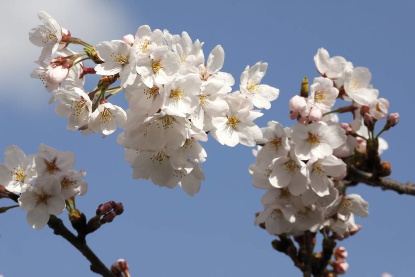 Ιαπωνία: Ονειρικές εικόνες - Οι θρυλικές κερασιές άνθισαν νωρίτερα! (pics)