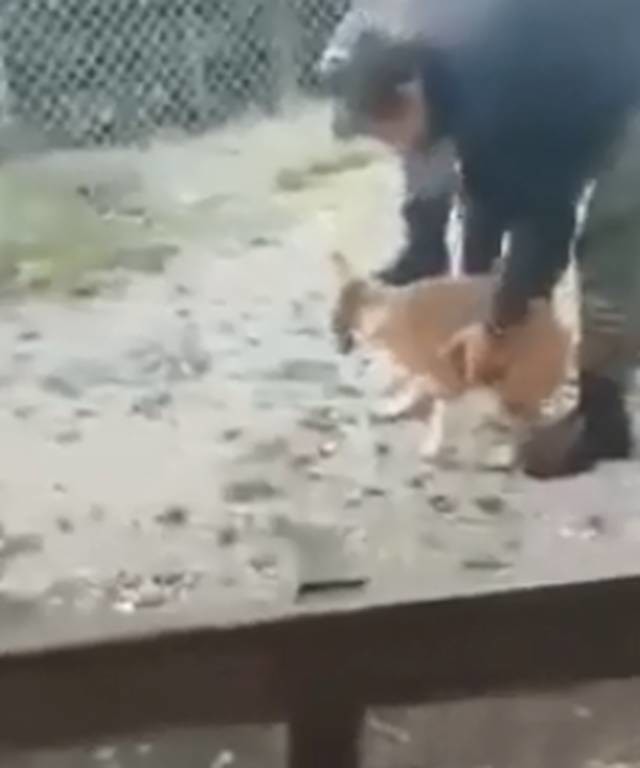 Ταυτοποιήθηκαν οι οπλίτες που βασάνισαν σκύλο σε στρατόπεδο – Έξαλλος ο Καμμένος  (σκληρό βίντεο)