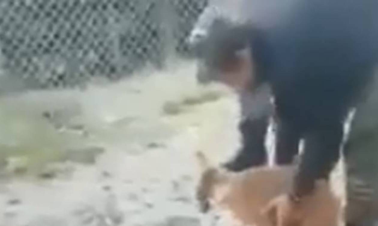 Κόνιτσα: Ζωντανό το σκυλάκι που κακοποιήθηκε από οπλίτες