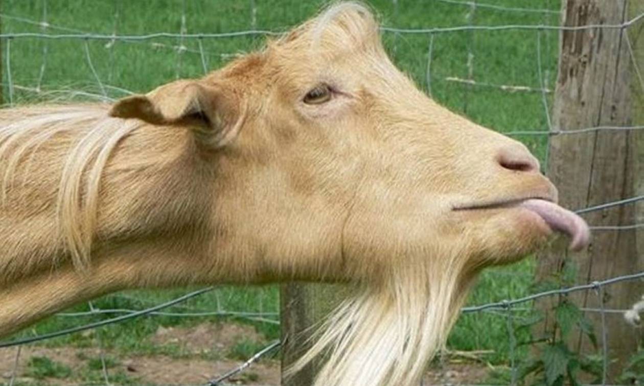 Γερμανός επιστήμονας είδε τις κρητικές... κατσίκες να τρώνε και έφτιαξε κάτι εκπληκτικό!