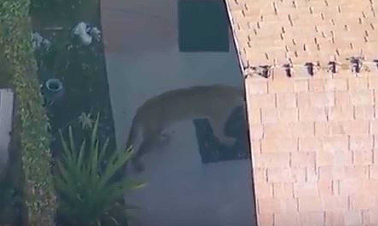 Λιοντάρι σκόρπισε τον τρόμο σε γειτονιά της Καλιφόρνια (vid)