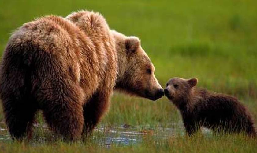Απίστευτο: Δεν πάει ο νους σας τι έμαθαν να κάνουν οι αρκούδες για να γλιτώνουν από τους κυνηγούς!