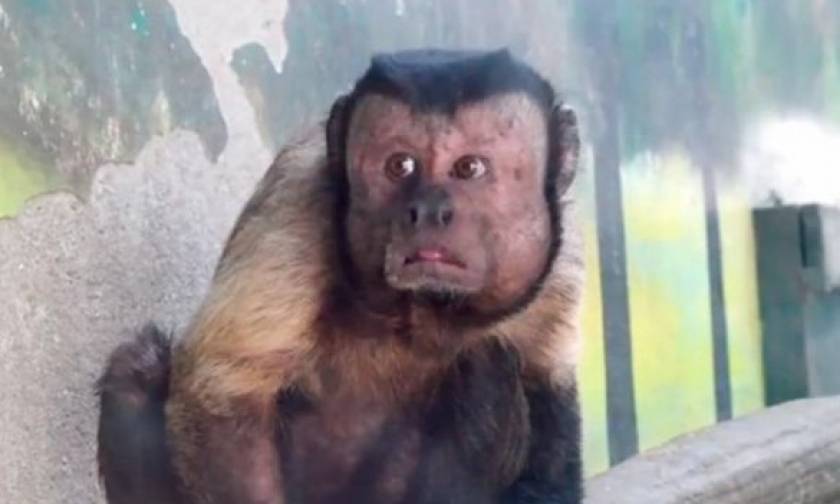 Μαϊμού με ανθρώπινο πρόσωπο «τρελαίνει» το διαδίκτυο (video)