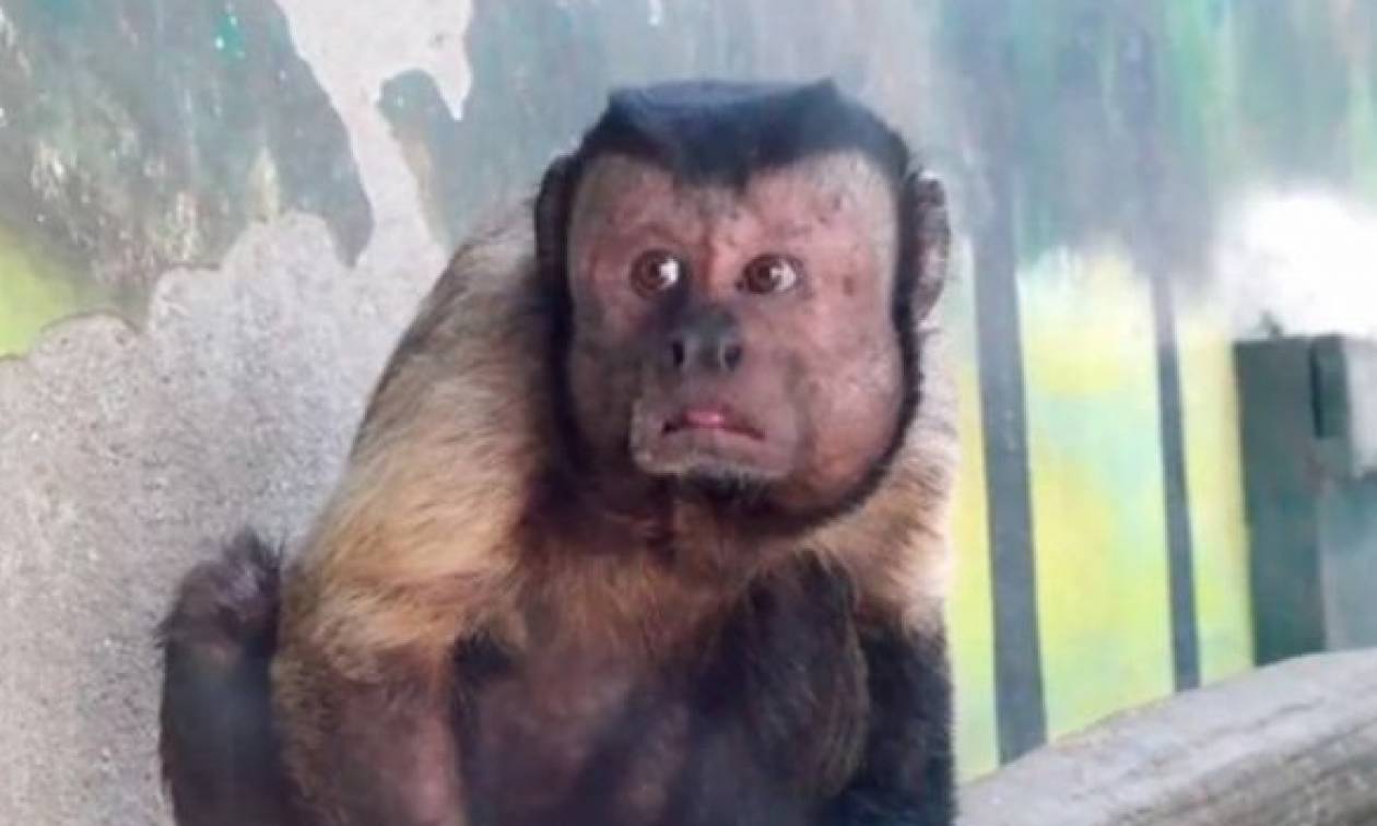Μαϊμού με ανθρώπινο πρόσωπο «τρελαίνει» το διαδίκτυο (video)