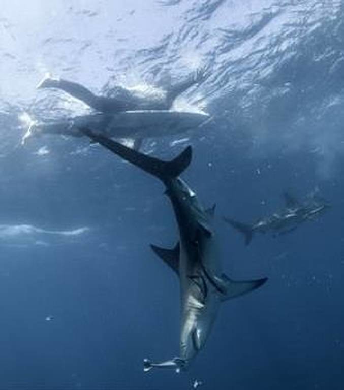 Μην κοιτάξεις στο νερό! Καρχαρίες κολυμπούν κάτω από ανυποψίαστο σέρφερ (pics)