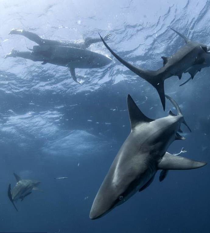 Μην κοιτάξεις στο νερό! Καρχαρίες κολυμπούν κάτω από ανυποψίαστο σέρφερ (pics)
