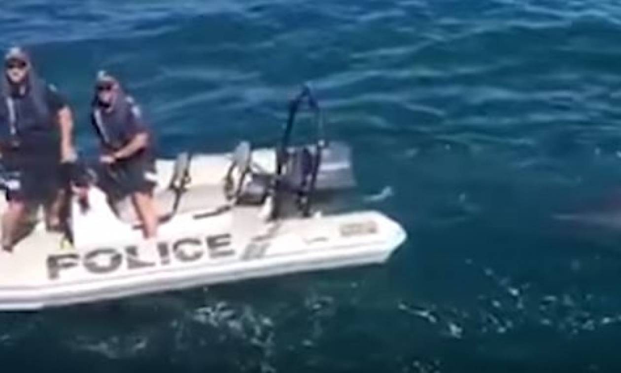Βίντεο που κόβει την ανάσα: Λευκός καρχαρίας διέκοψε... επιχείρηση της Αστυνομίας