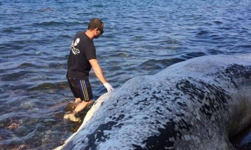 Νεκρή φάλαινα ξεβράστηκε στις ακτές της Σαντορίνης (video+pics)
