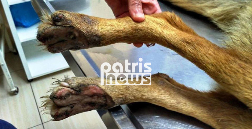 Απάνθρωπο: Έσπασαν τα πόδια σε σκύλο και τον παράτησαν αβοήθητο (εικόνες σοκ)