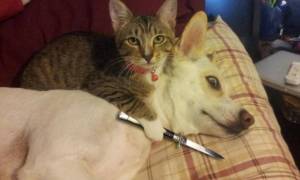 Viral: Όταν οι γάτες φέρονται σαν τα πιο «σατανικά» πλάσματα στον πλανήτη (Pics)