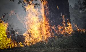 Φωτιά LIVE - Ηλεία: Σε ύφεση η μεγάλη πυρκαγιά - Ολυνύχτια η «μάχη» με τις φλόγες (pics&vids)