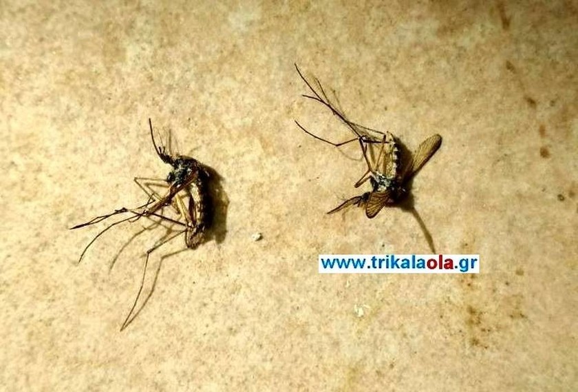 Τρόμος στα Τρίκαλα από τεράστια έντομα που επιτίθενται: Δείτε το βίντεο – ντοκουμέντο