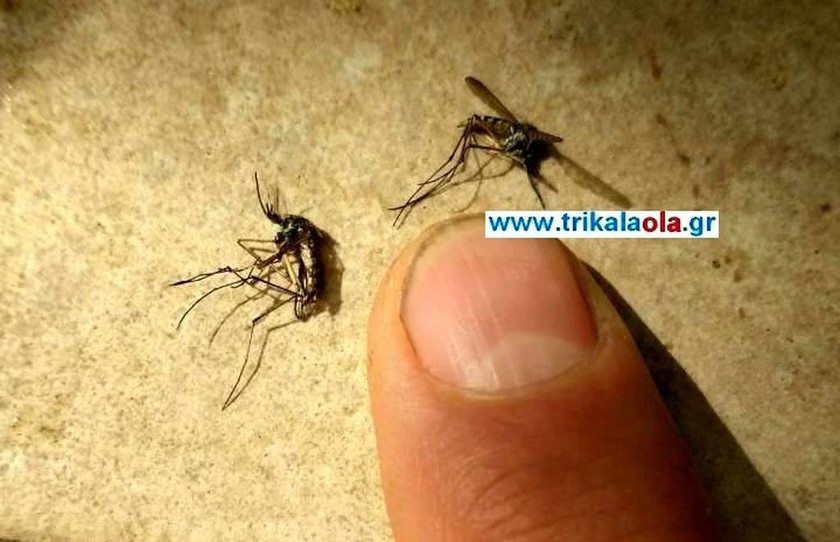 Τρόμος στα Τρίκαλα από τεράστια έντομα που επιτίθενται: Δείτε το βίντεο – ντοκουμέντο