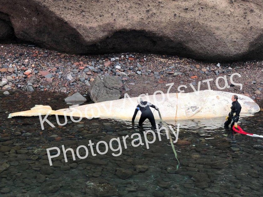 «Πάγωσαν» όταν άνοιξαν το στομάχι της τεράστιας φάλαινας που ξεβράστηκε στη Σαντορίνη (photos)