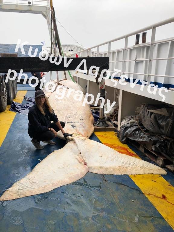 «Πάγωσαν» όταν άνοιξαν το στομάχι της τεράστιας φάλαινας που ξεβράστηκε στη Σαντορίνη (photos)