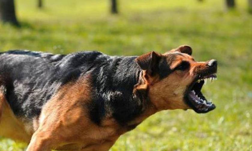 Σοκ στη Λαμία: Αδέσποτος σκύλος επιτέθηκε σε 9χρονο