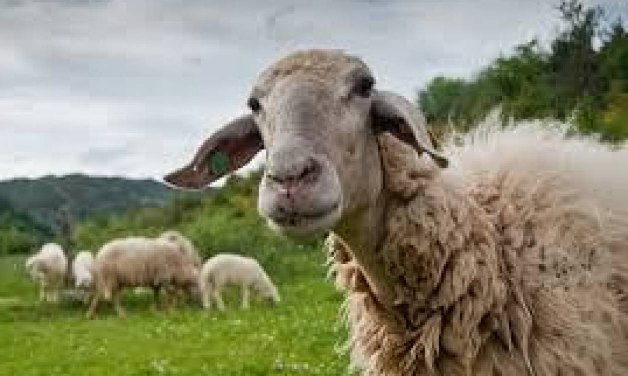Η επαφή με τα πρόβατα ευνοεί τη σκλήρυνση κατά πλάκας